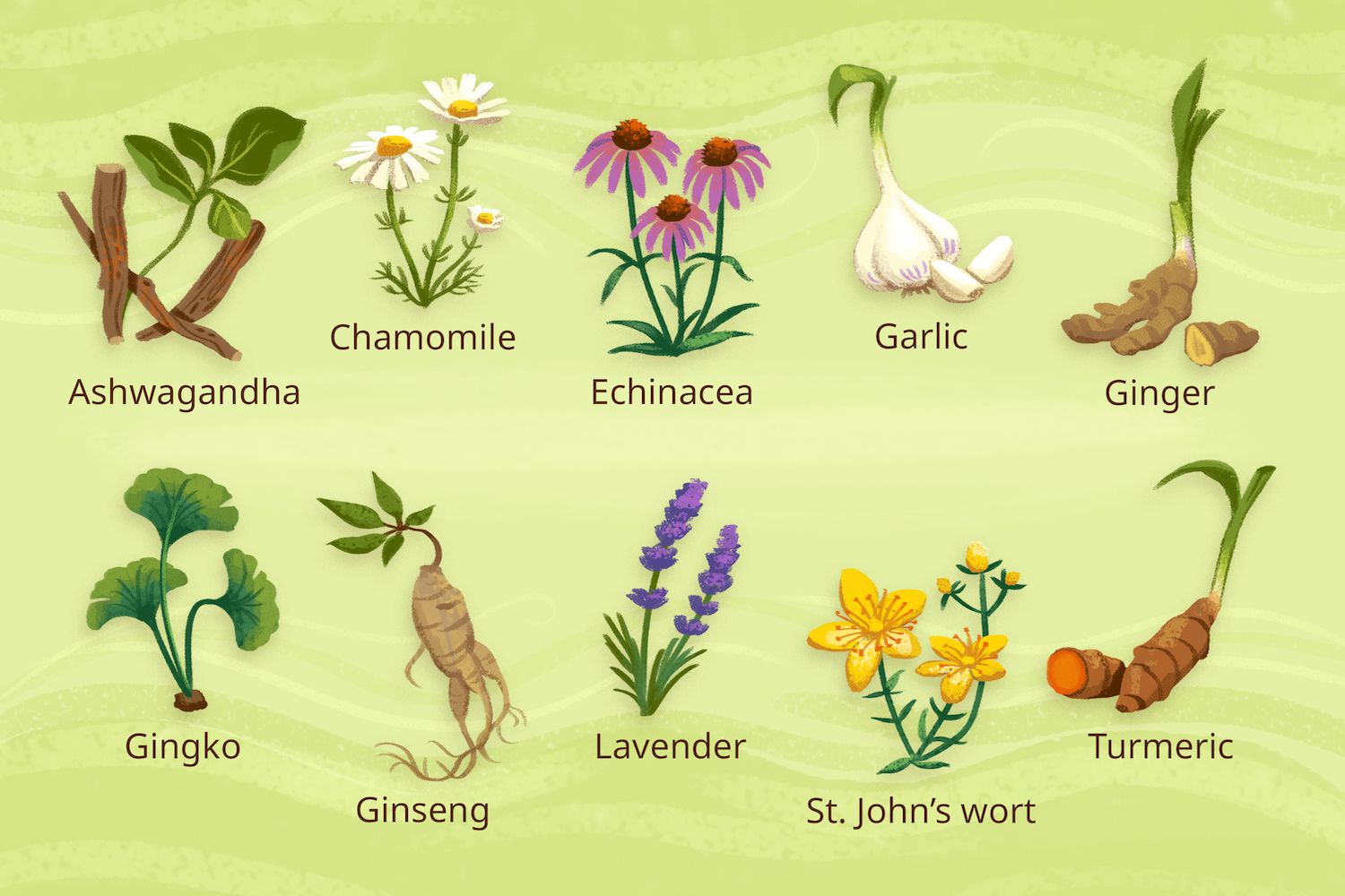 Herbal Plants